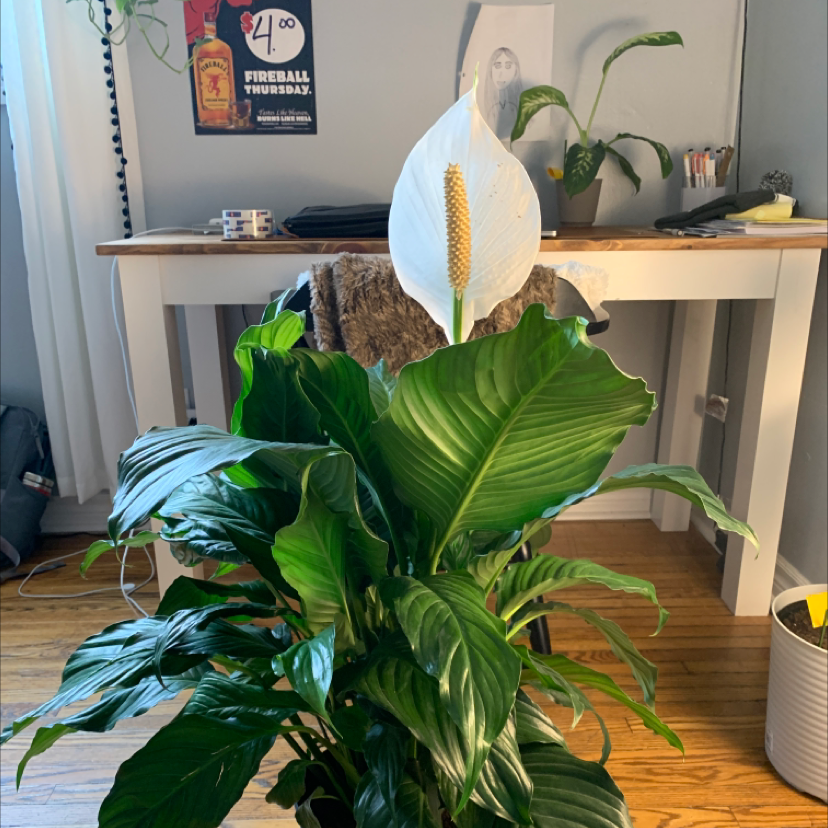 Healthy Sensation Peace Lily with vibrant green leaves and a prominent white flower in an indoor setting.
