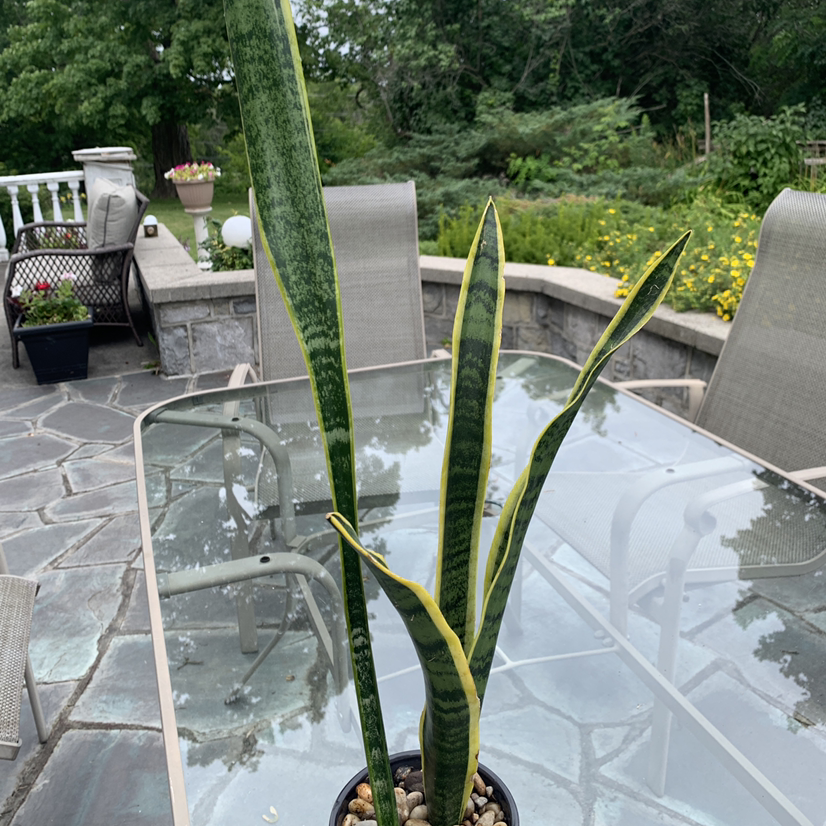 Snake Plant plant photo by @hailey.jaynes named Medusa on Greg, the plant care app.