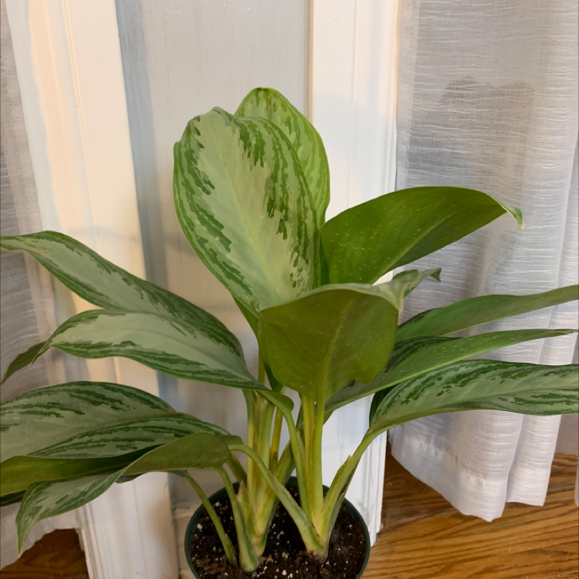 Chinese Evergreen plant photo by @hailey.jaynes named Terra on Greg, the plant care app.