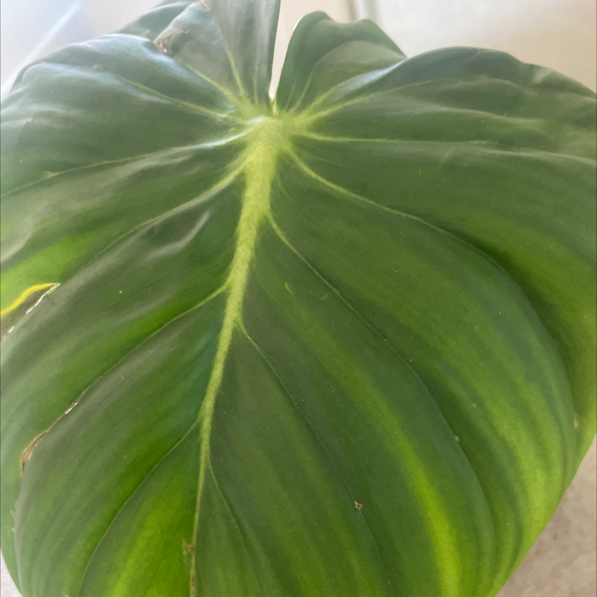 Close-up of a Philodendron 'McDowell' leaf with minor browning at the edges.