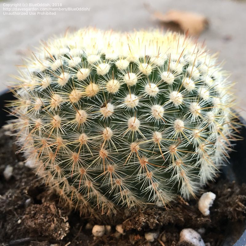 Photo of the plant species Owl's Eye Cactus by @Alivyac named Loki on Greg, the plant care app