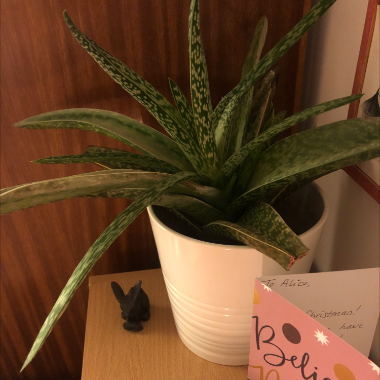 Aloe vera plant photo by @Tigerlilly365 named Spike on Greg, the plant care app.