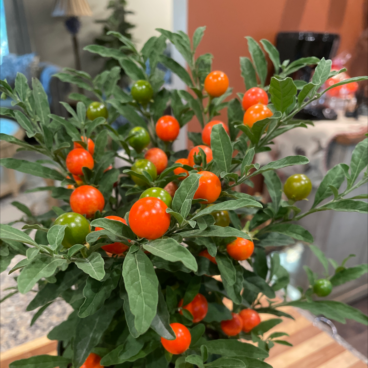 Jerusalem Cherry plant with vibrant green leaves and numerous orange and green berries.