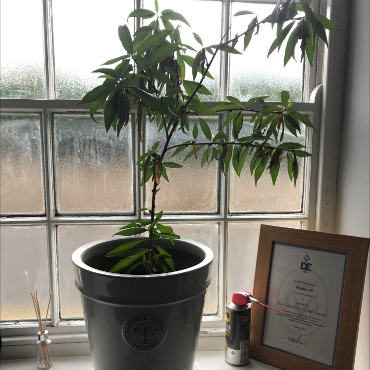 Photo of the plant species Red Baron Peach Tree by Beccy named Sigmund on Greg, the plant care app