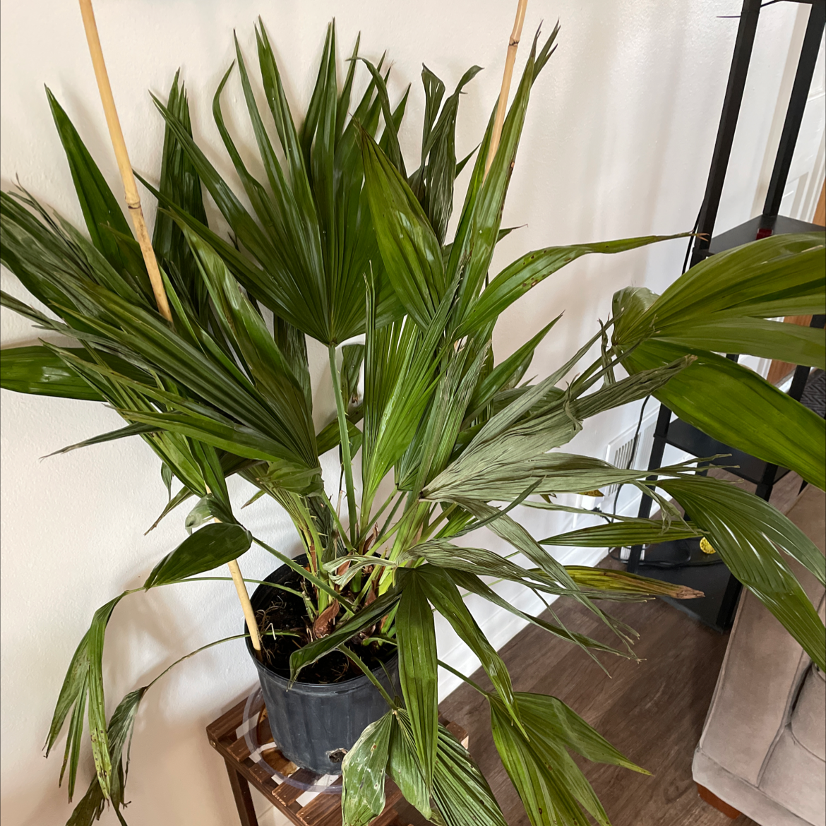Chinese Fan Palm in a pot with some browning leaf tips, indoors.