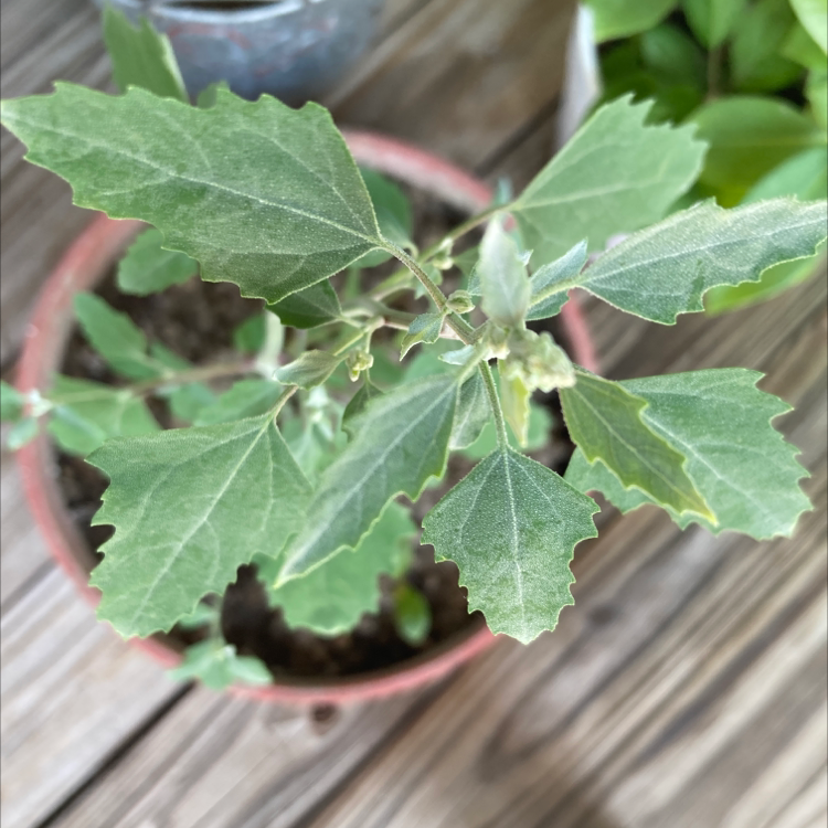 Potted Lateflowering Goosefoot plant with green serrated leaves, healthy and well-framed.