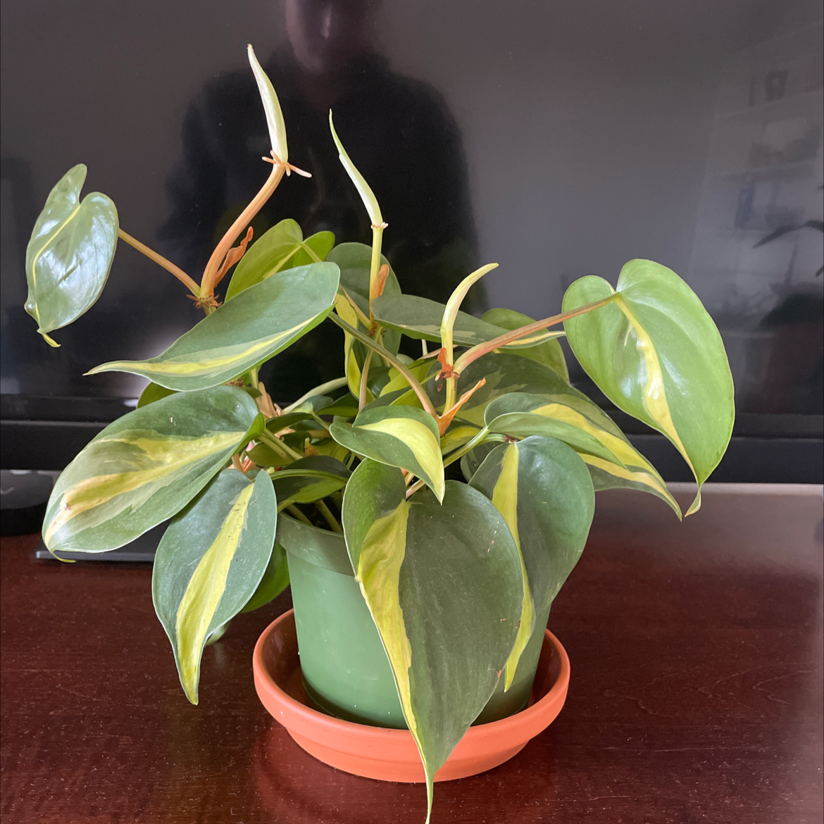 Silver Stripe Philodendron in a green pot on a terracotta saucer, healthy with vibrant leaves.