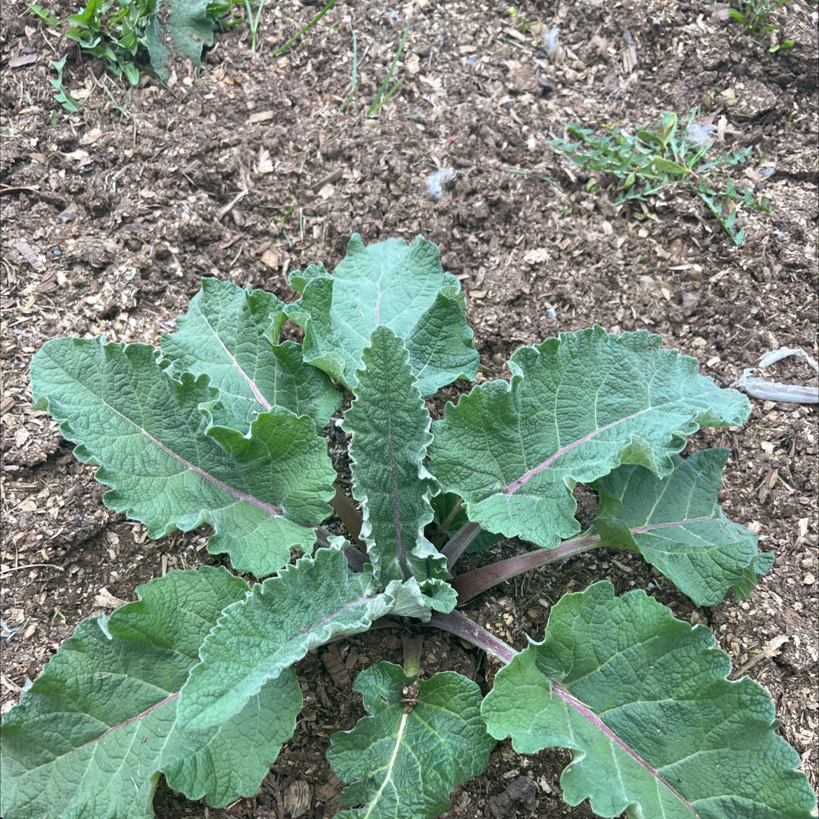 Lesser Burdock plant with broad green leaves, visible soil, well-framed and in focus.