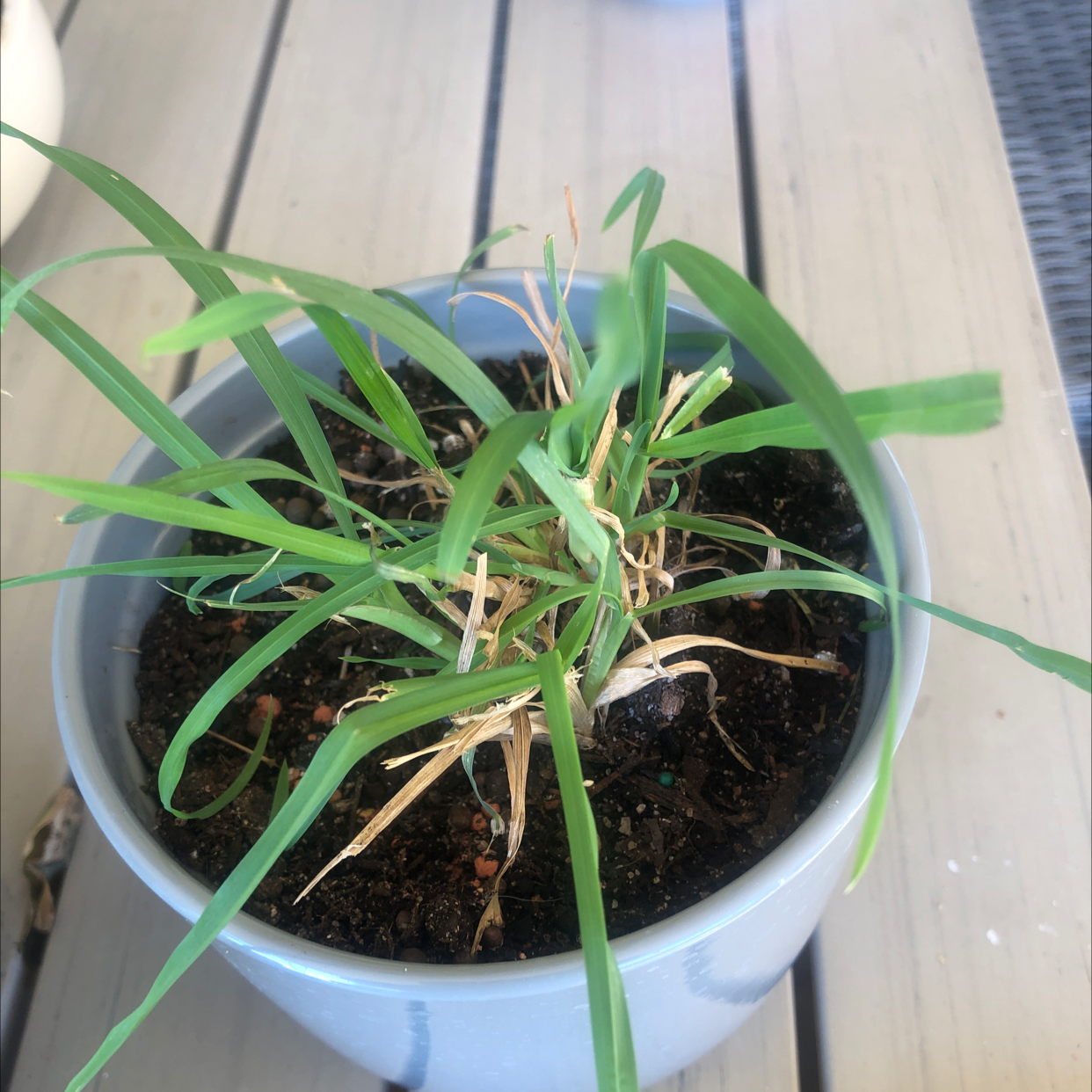 Potted Wheatgrass plant with some yellowing and browning leaves, visible soil.
