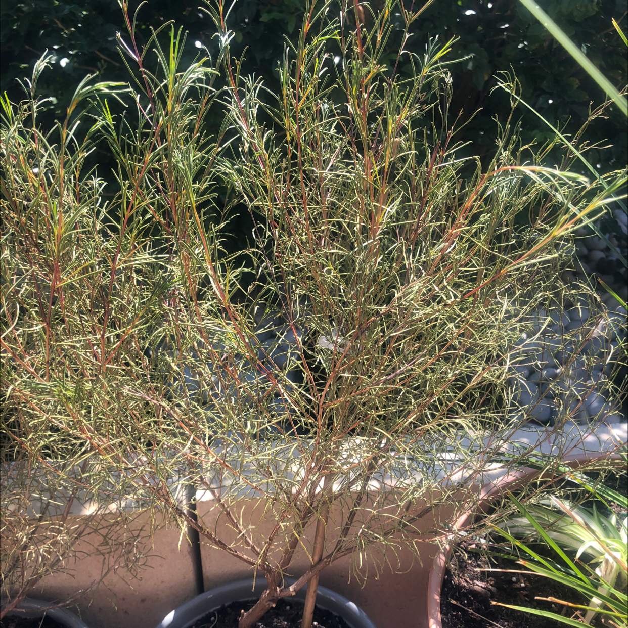 Photo of the plant species Rosmarin-Weidenröschen by Katie named Noya on Greg, the plant care app