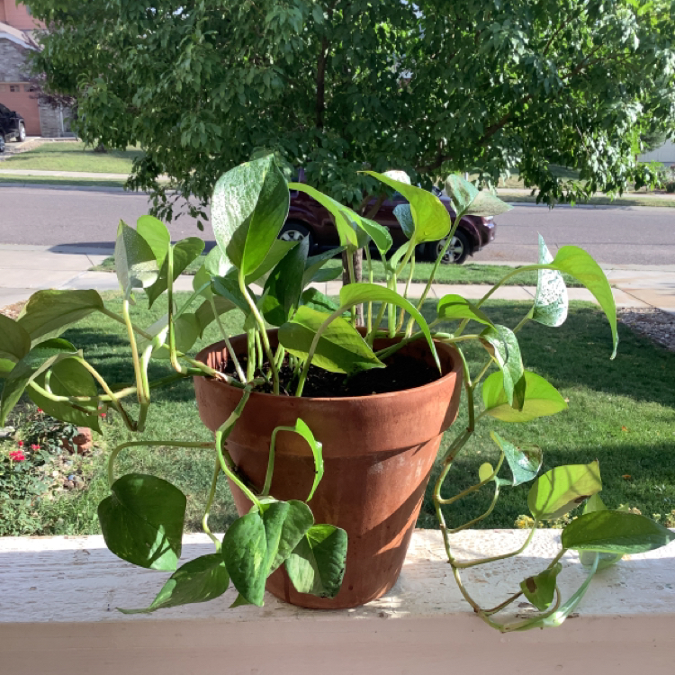 Taro Vine plant photo by @annadunn named Jonathan on Greg, the plant care app.