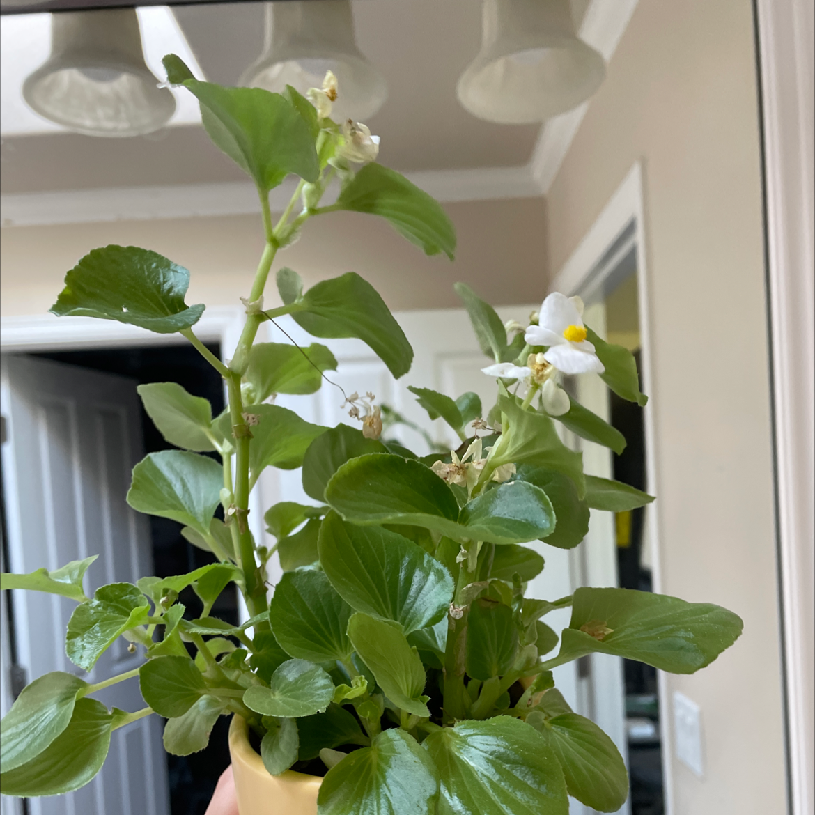 Photo of the plant species Clubed Begonia by @pastelpansies named Erica on Greg, the plant care app