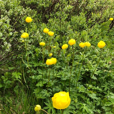 Photo of the plant species Globeflower by Janell anne named Your plant on Greg, the plant care app