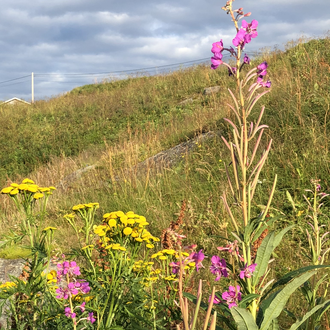 Photo of the plant species Flowering-willow by Janell anne named Your plant on Greg, the plant care app