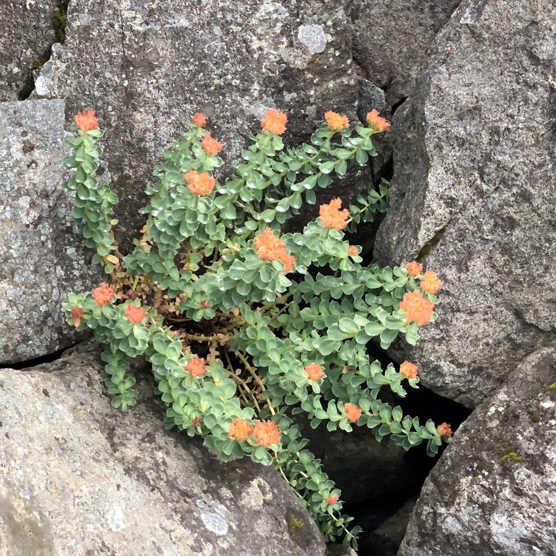 Photo of the plant species Rosenwurz by Janell anne named Your plant on Greg, the plant care app