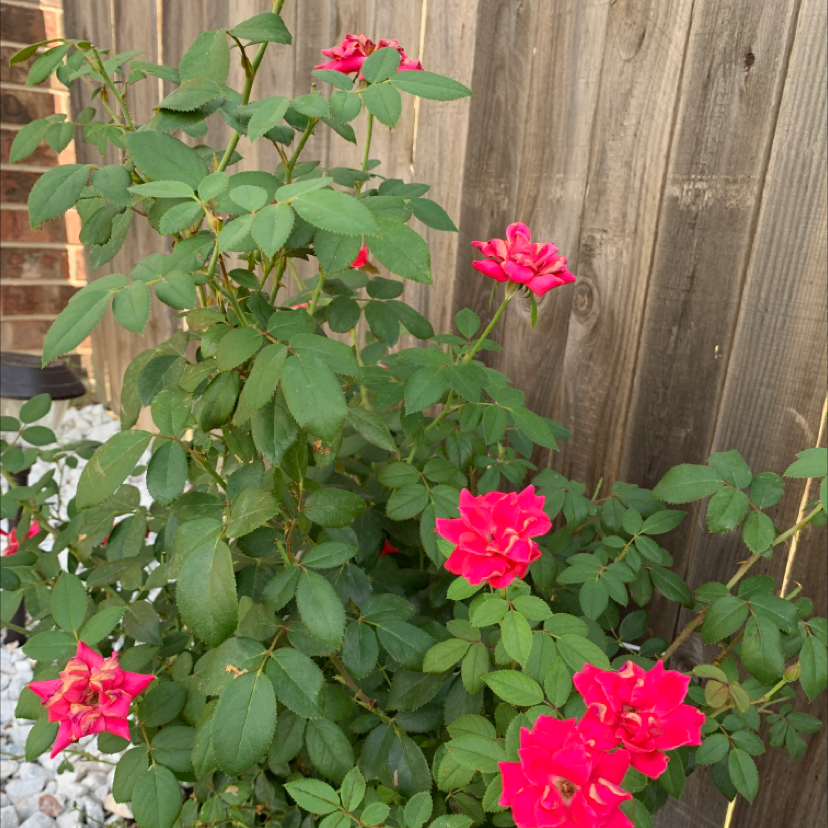 Beach Rose plant with vibrant pink flowers against a wooden fence.