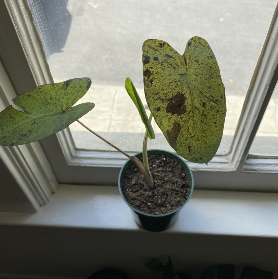 Taro 'Mojito' plant with discolored leaves and black spots, potted on a windowsill.