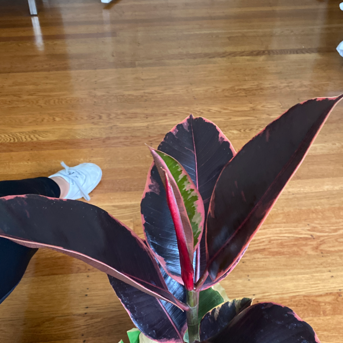 Ficus Decora plant with dark glossy leaves and pink edges on a wooden floor.