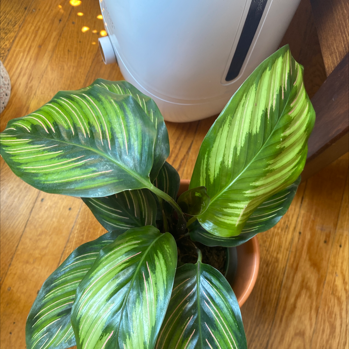 Calathea 'Beauty Star' plant with vibrant green leaves and light green stripes.