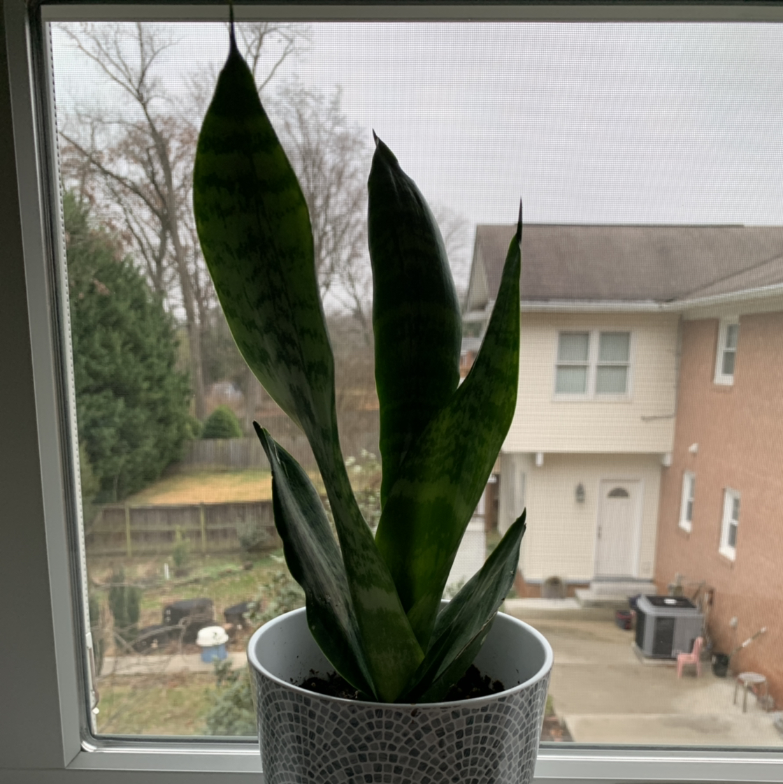 Zeylanica Snake Plant on a windowsill in a white pot, appearing healthy.