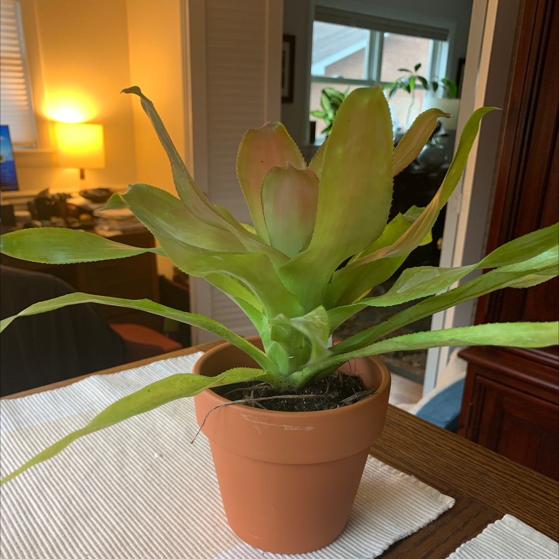 Indoor potted Urn Plant on a table with green leaves, no visible health issues.