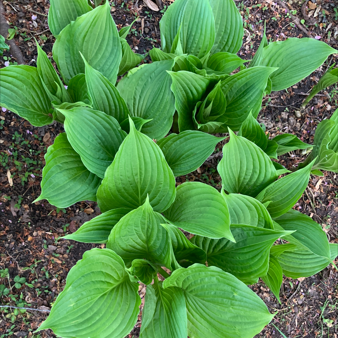 Healthy Siebold's Plantain Lily with vibrant green leaves, well-framed and centered.