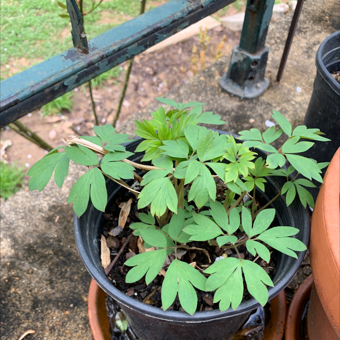 Potted Asian Bleeding-Heart plant with green, lobed leaves.