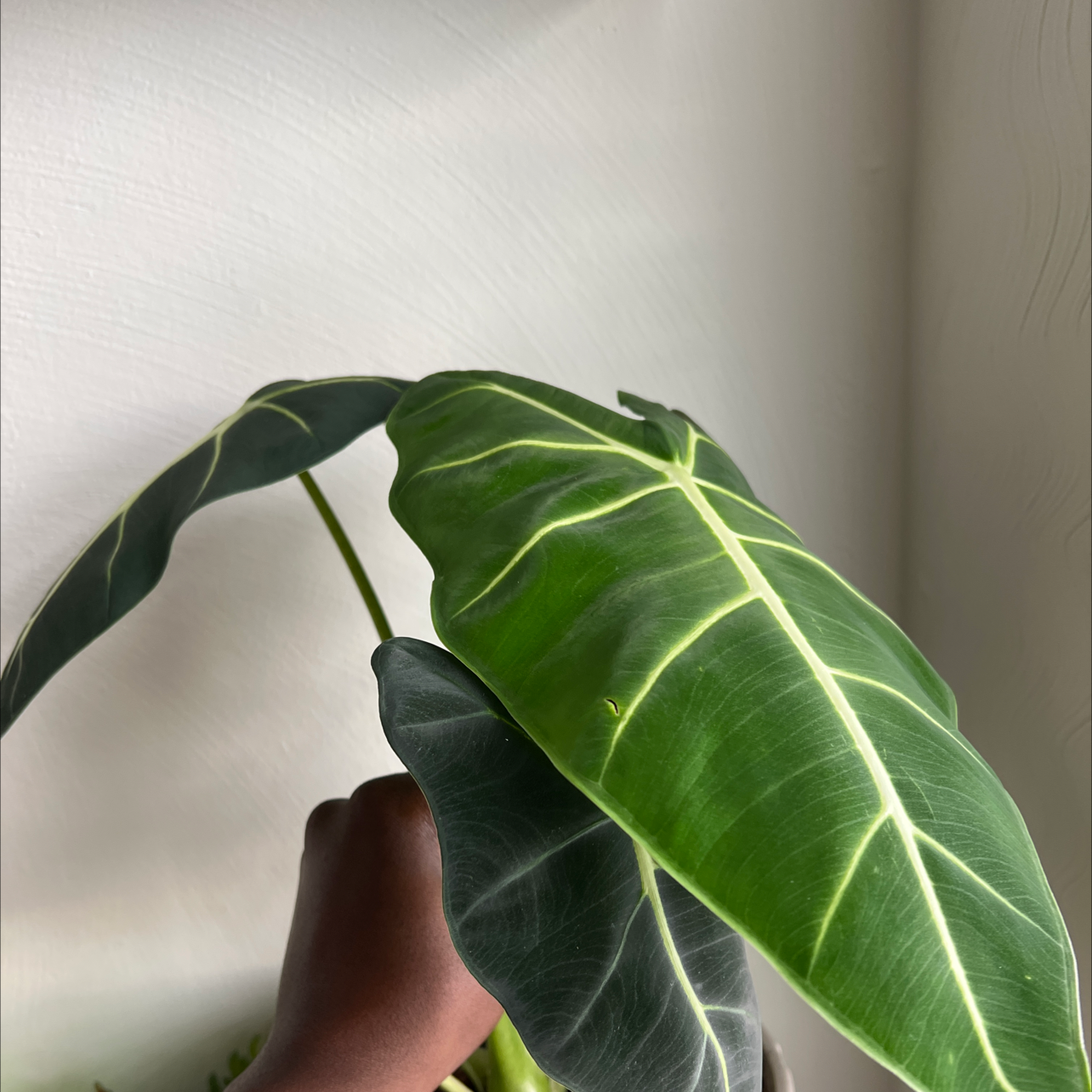 Green Velvet Alocasia plant with dark green leaves and white veins, held by a hand.