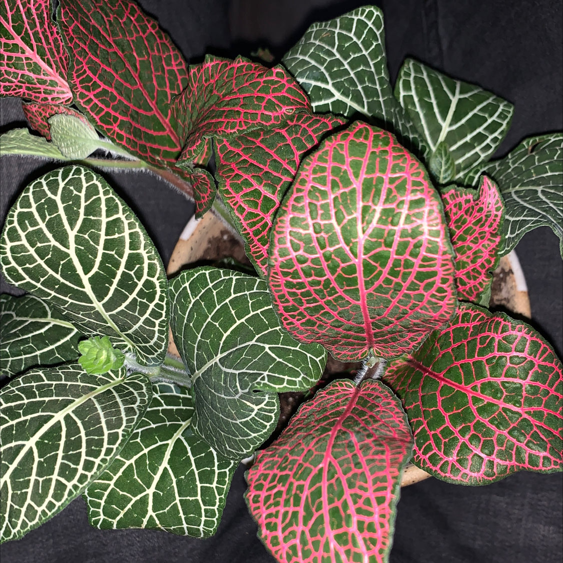 Nerve Plant plant photo by @Newearth369 named Watermelon on Greg, the plant care app.