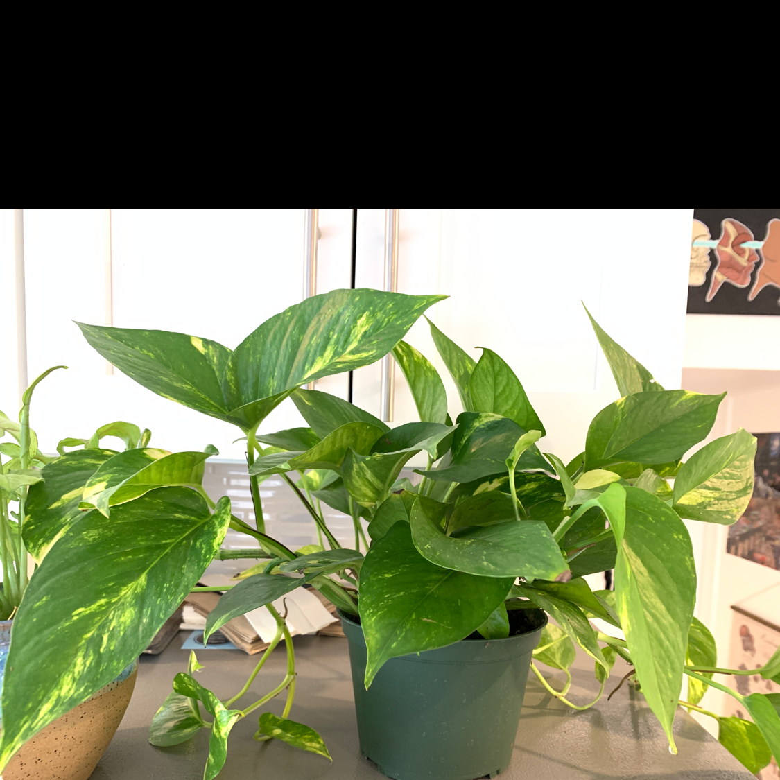 Taro Vine plant photo by @Newearth369 named Yellow Mellow on Greg, the plant care app.