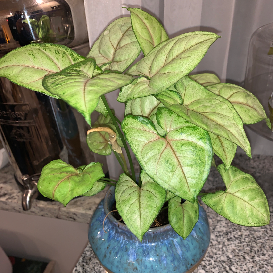 Arrowhead Plant plant photo by @Newearth369 named Jolly Rancher on Greg, the plant care app.