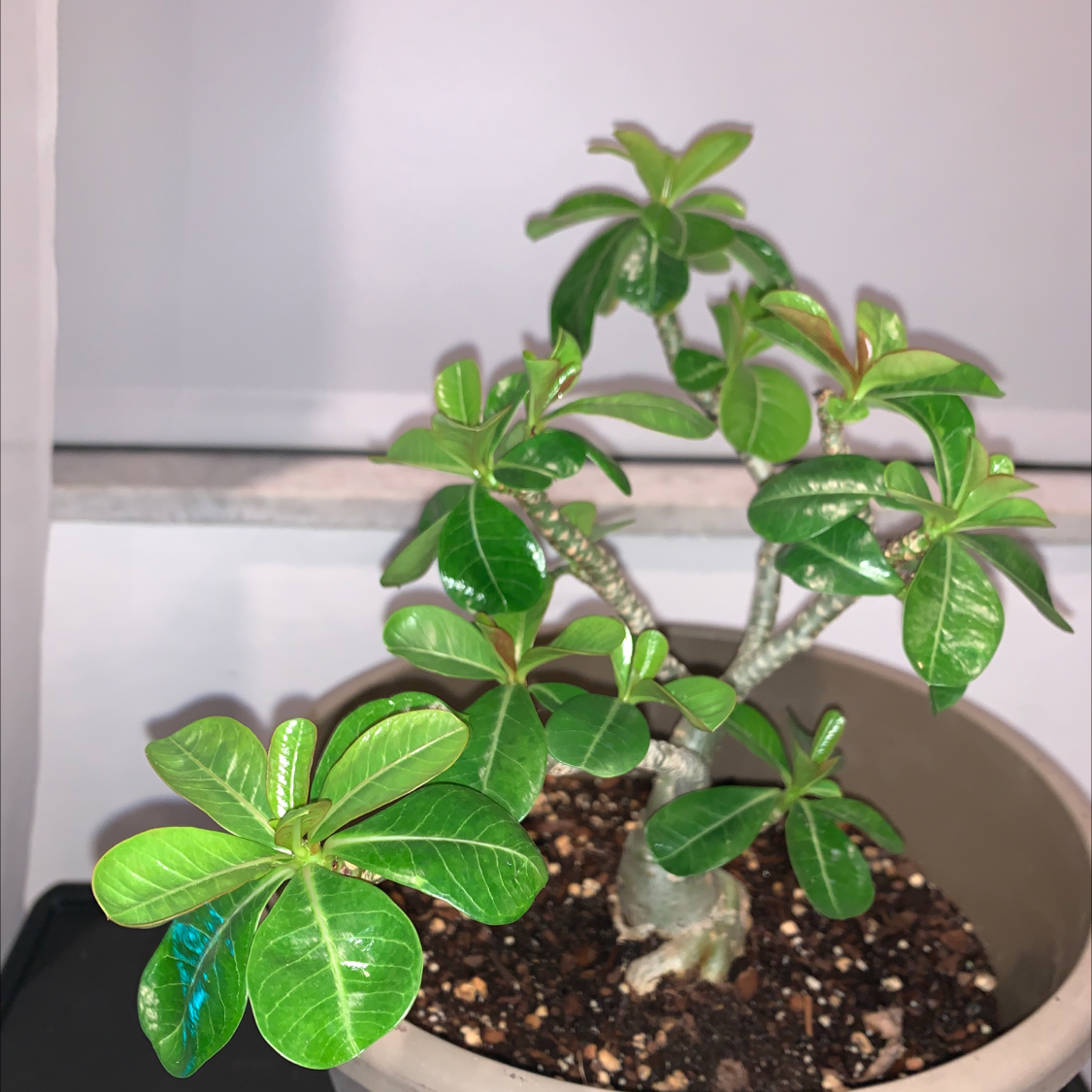 Desert Rose Plant plant photo by @Newearth369 named Rosie on Greg, the plant care app.