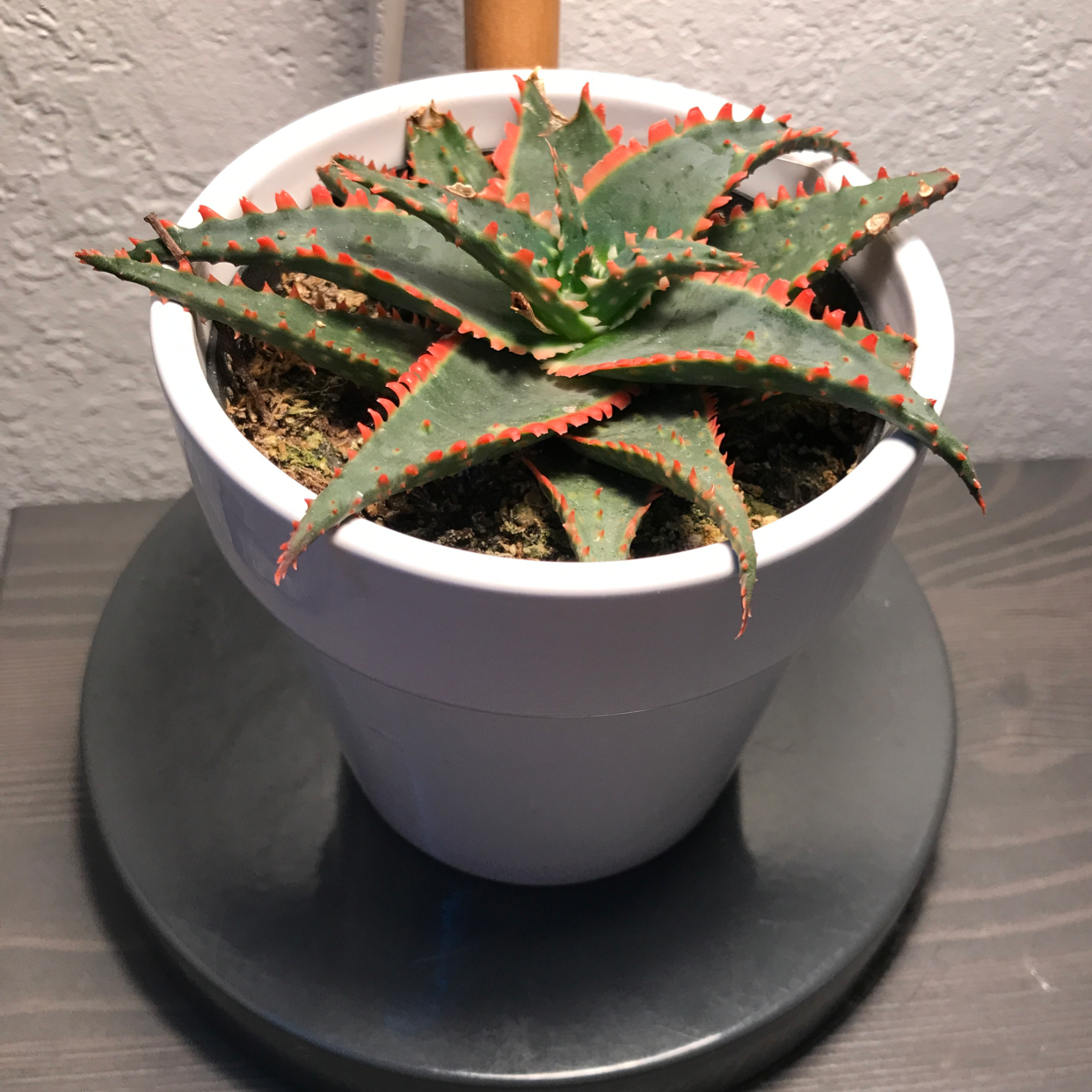 Photo of the plant species Cape Aloe by @Davinlargent named Iggy on Greg, the plant care app