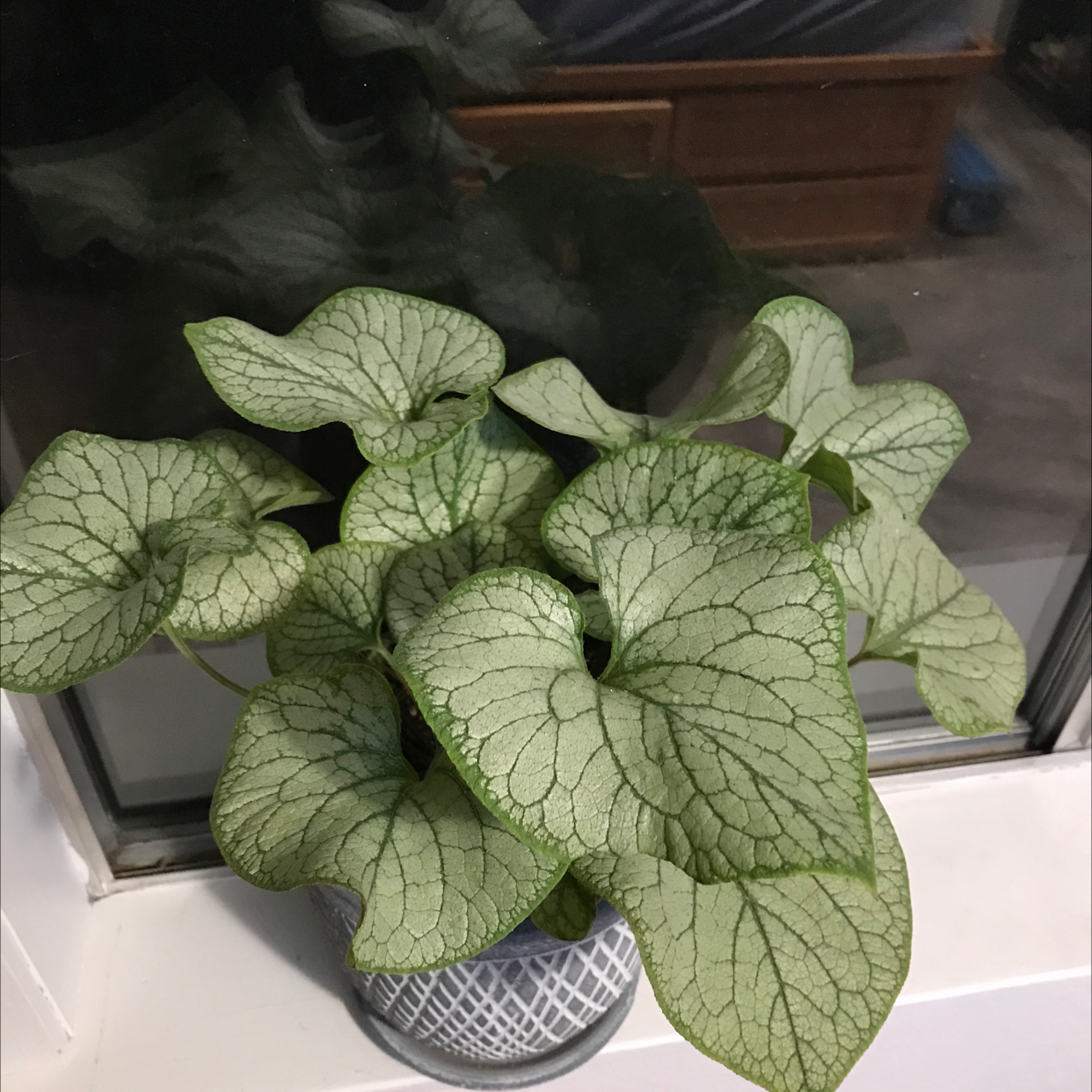 Photo of the plant species False Forget-Me-Not by @Davinlargent named Jack (cold hearted bitch) on Greg, the plant care app