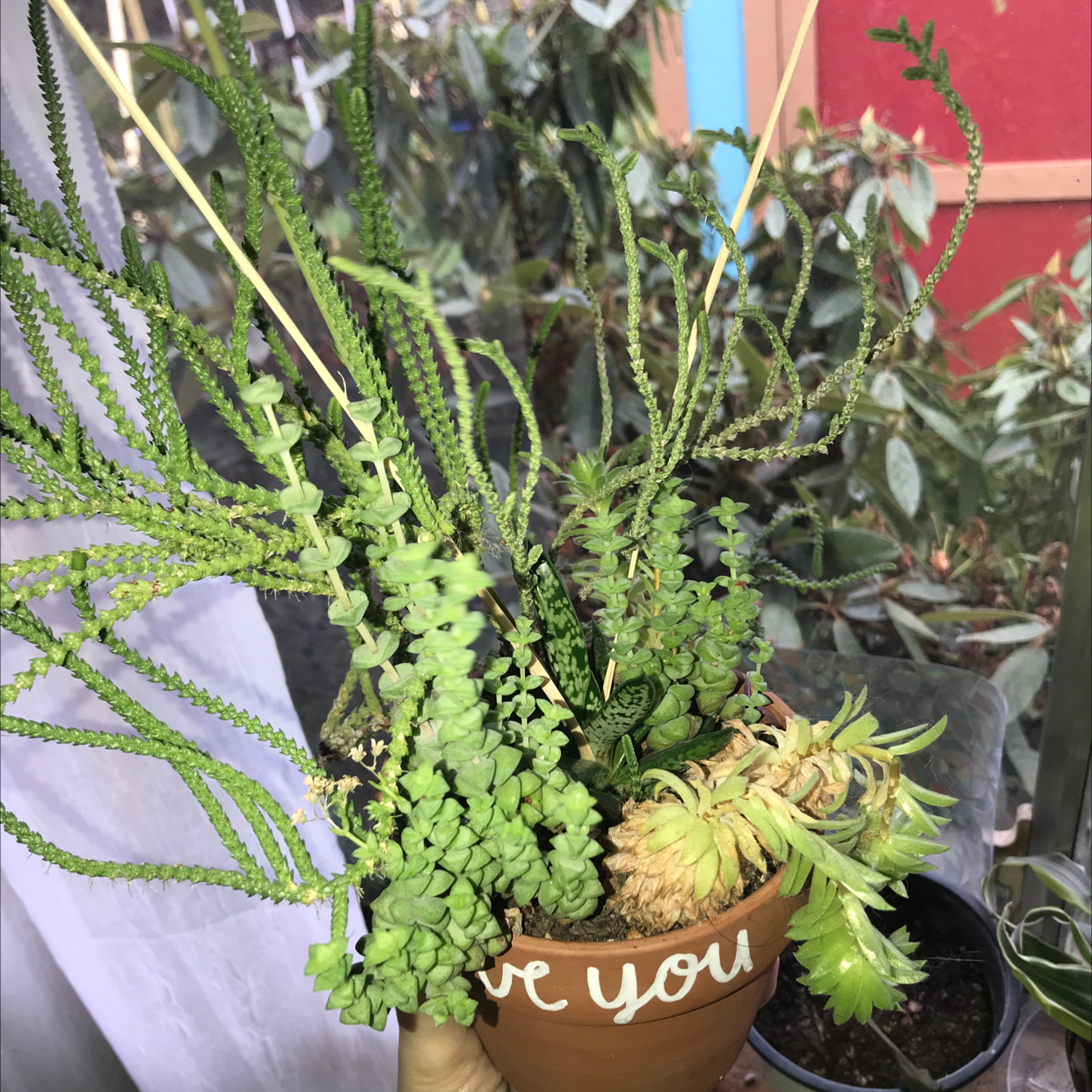 Potted Mossy Stonecrop with other succulents, healthy and well-framed.