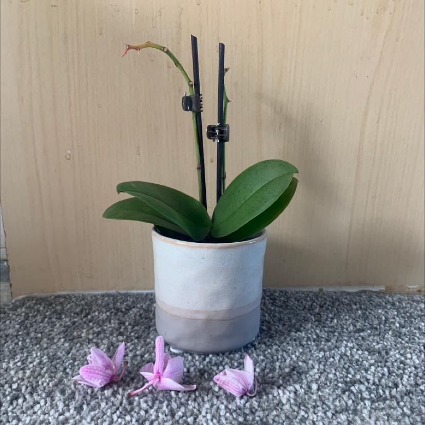 Photo of the plant species phalaenopsis orchid by @Sophiaaaa named Kira on Greg, the plant care app