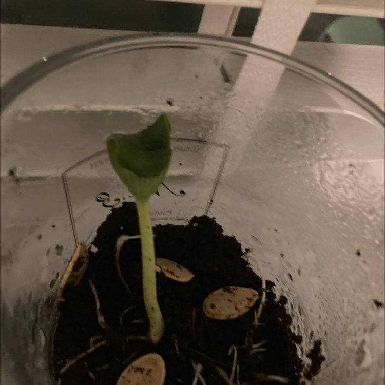 Photo of the plant species Pumpkin Rougue Vif D'Etampes by @Silly_snailz named Pump on Greg, the plant care app