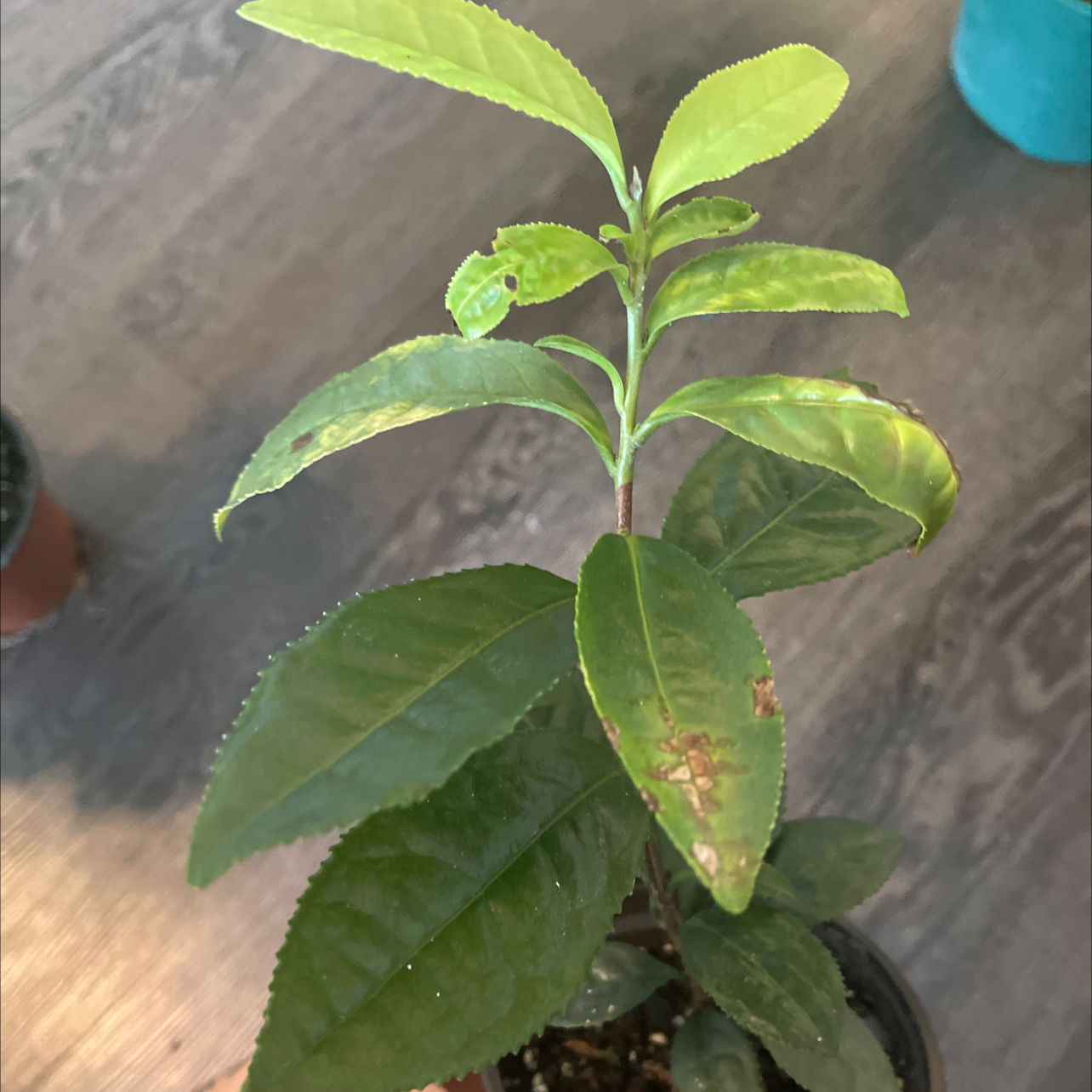 Photo of the plant species Tea by @Hannahlynn named Marilyn on Greg, the plant care app