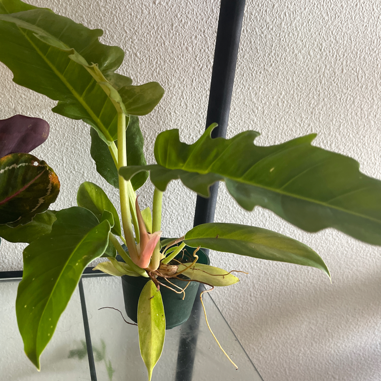 Bird's nest anthurium plant with healthy green leaves in a pot.
