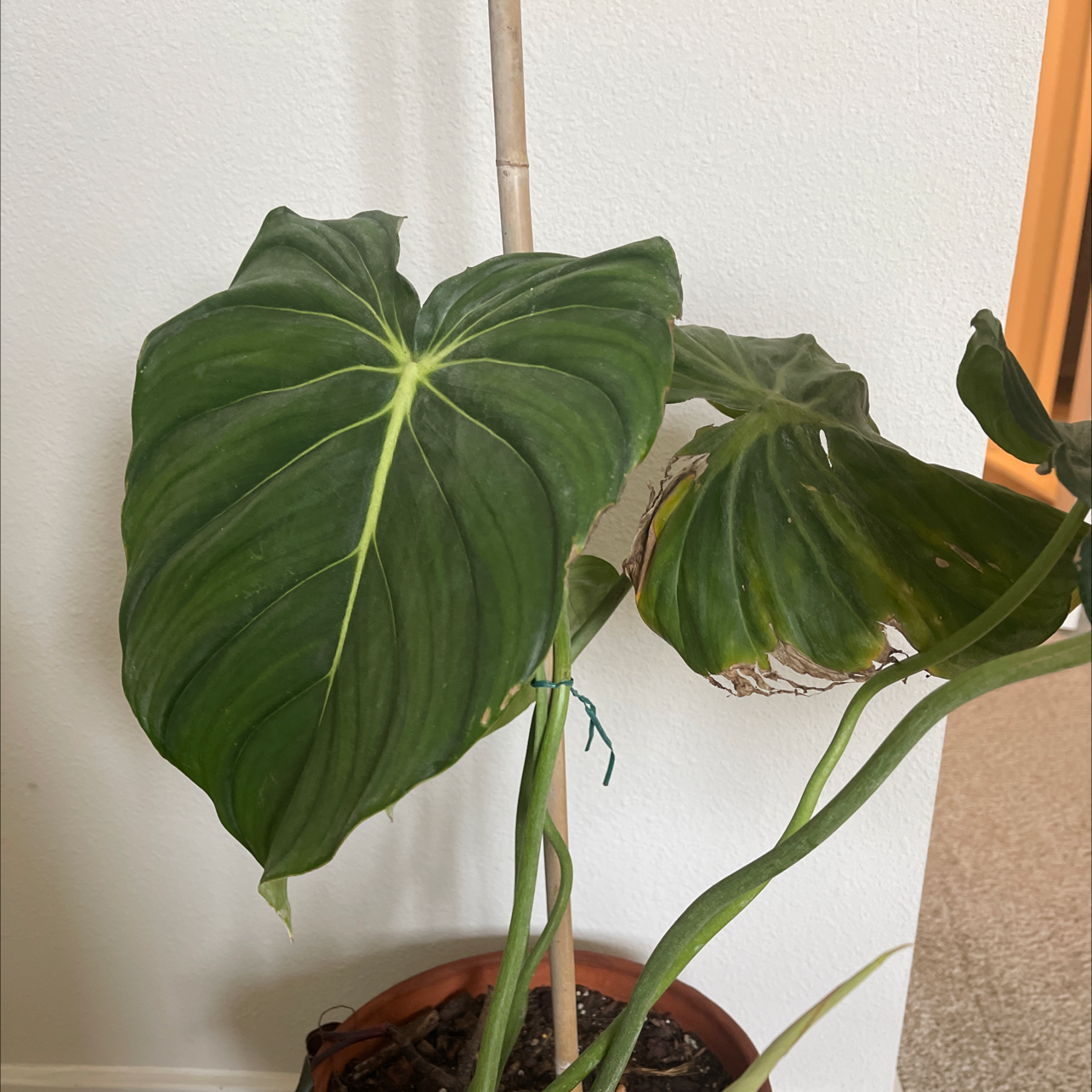 Philodendron Pastazanum plant with large, heart-shaped leaves and some browning edges.