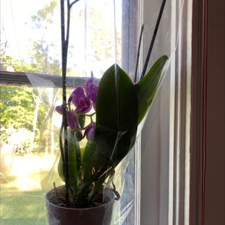 Phalaenopsis Orchid plant in Thomasville, Alabama