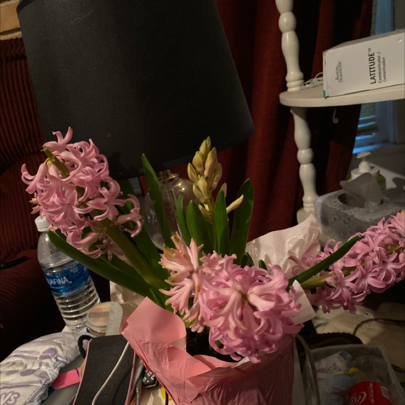 Garden Hyacinth with pink flowers indoors on a table with various items.