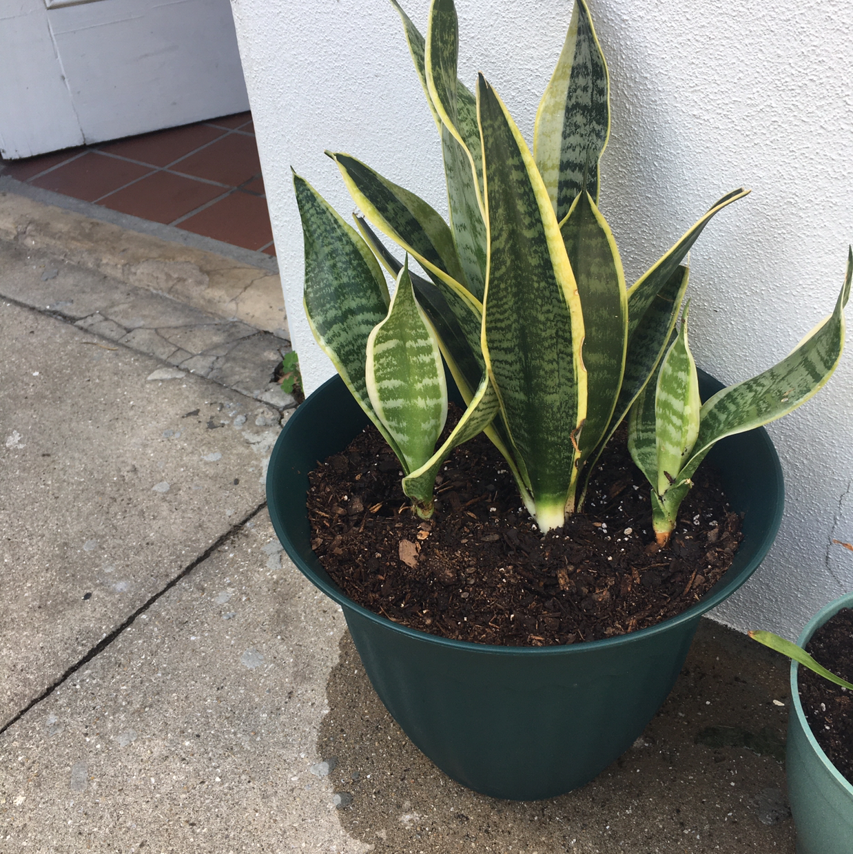Snake Plant plant photo by @Tthurston named The Three sisters on Greg, the plant care app.