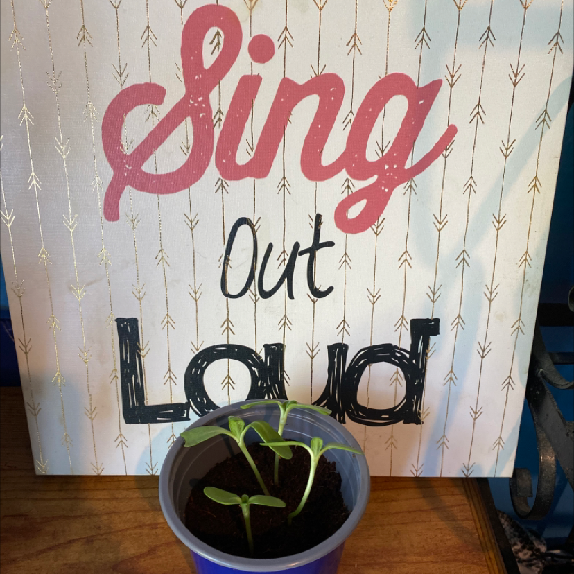 Young potted sunflower seedling with healthy green leaves against decorative wall with 'Sing' lettering.