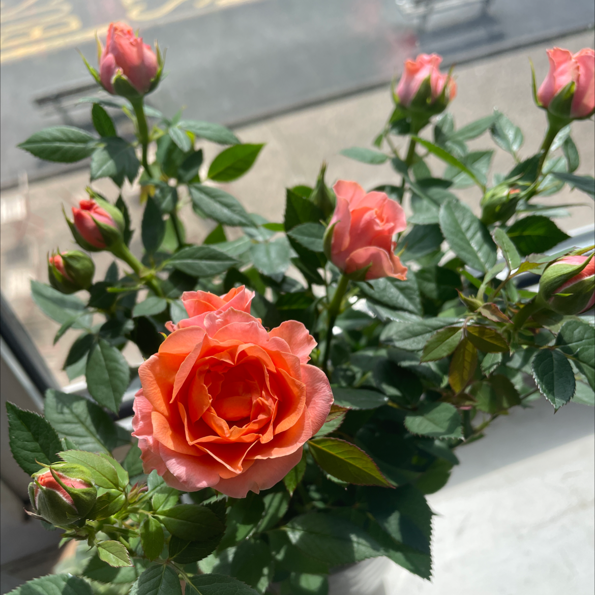 Beach Rose plant with vibrant orange flowers and healthy green leaves.