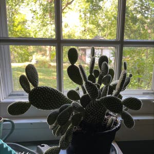 Bunny Ears Cactus plant photo by @ojoj65 named Touchy on Greg, the plant care app.