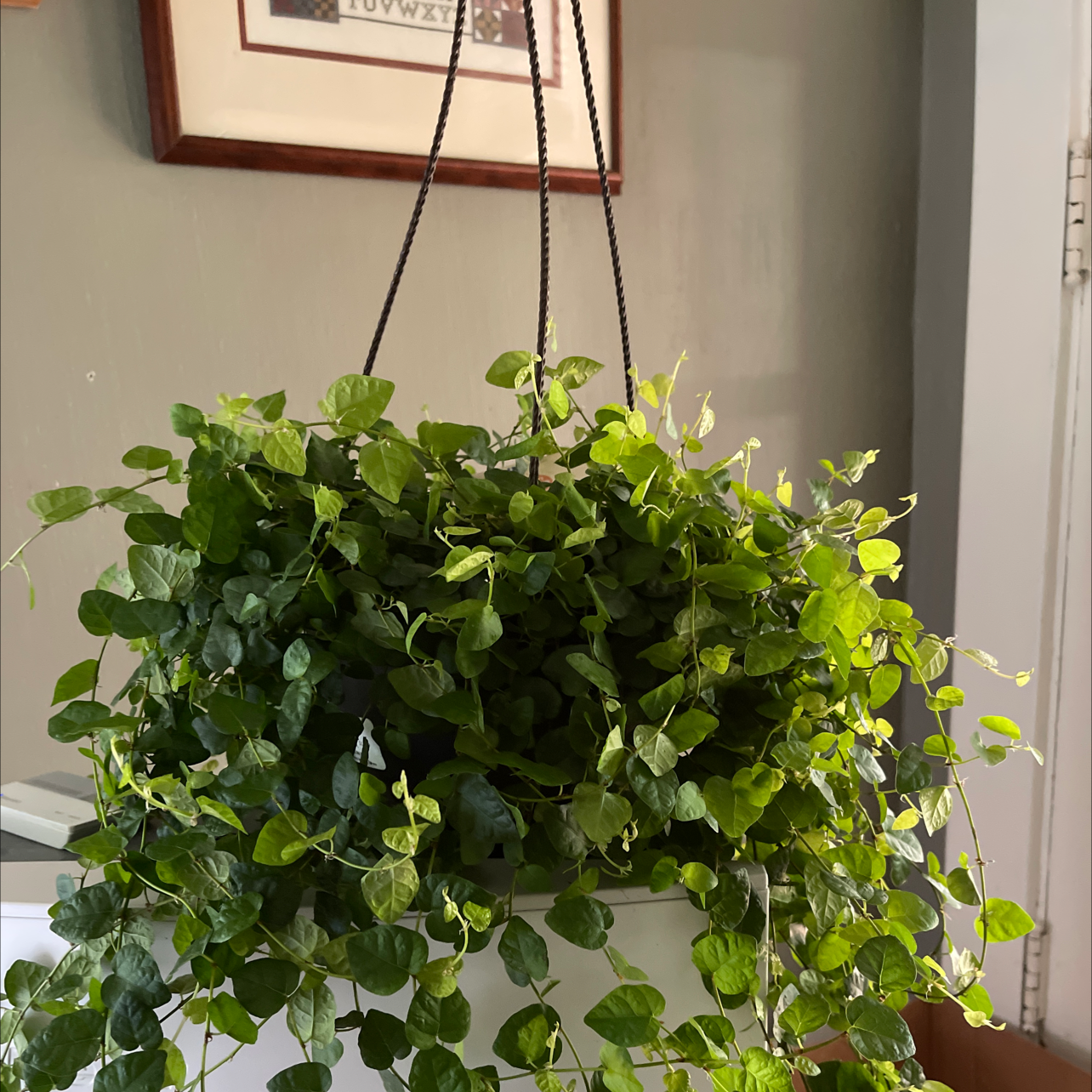 Bellus plant photo by @ojoj65 named Frank on Greg, the plant care app.