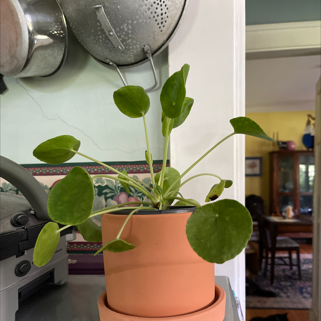 Chinese Money Plant plant photo by @ojoj65 named Pepe Pilea on Greg, the plant care app.