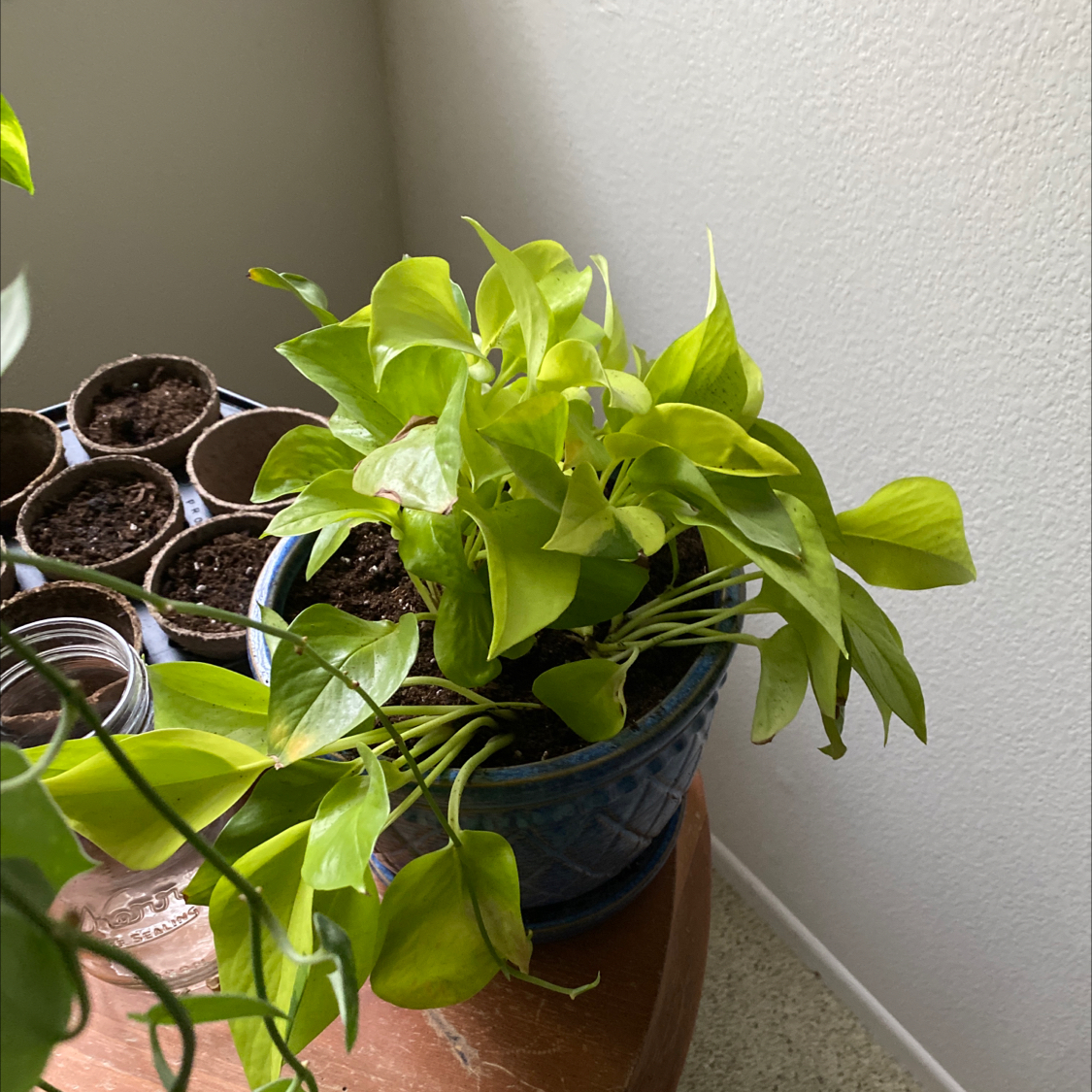 Neon Pothos plant in a blue pot on a wooden surface, with vibrant green leaves.