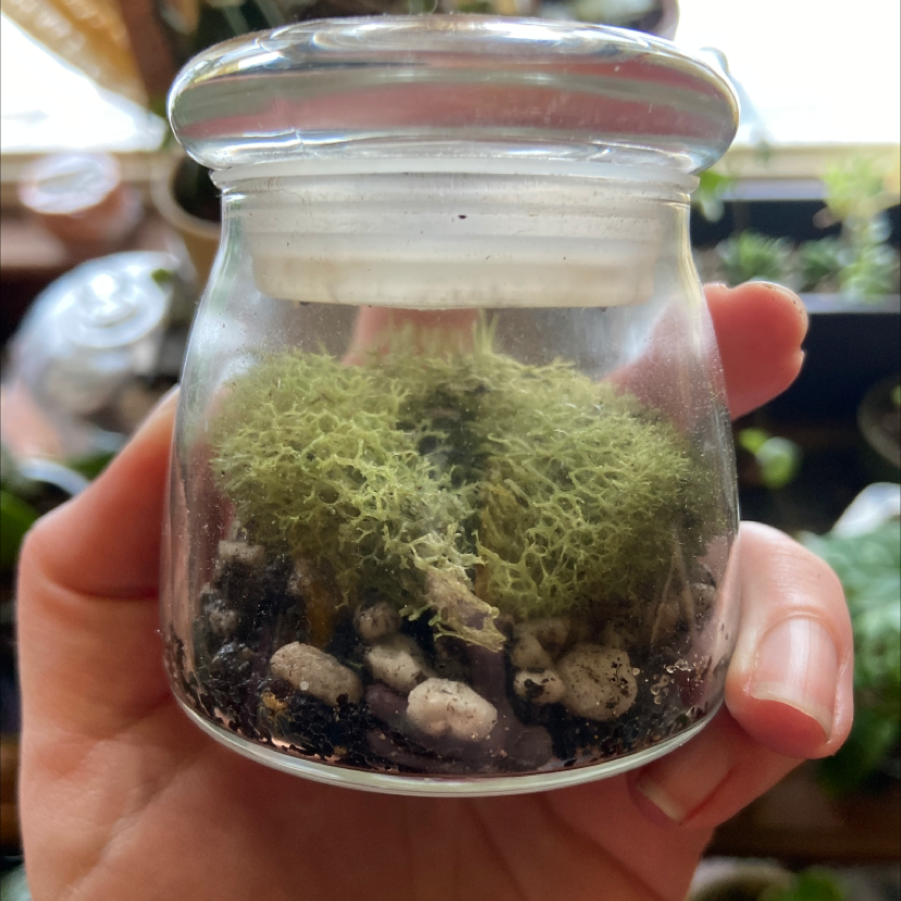 Healthy, lush club moss plant in a small glass jar held by a human hand, with dense green foliage and no visible soil.
